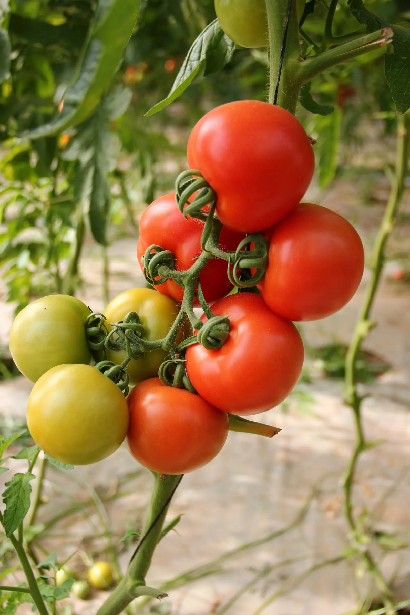 Three mistakes we made in our first vegetable bed